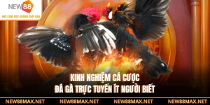 Kinh Nghiệm Cá Cược Đá Gà Trực Tuyến Ít Người Biết