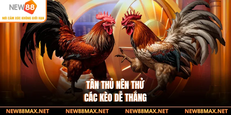 Tân thủ nên thử các kèo dễ thắng